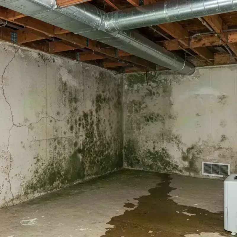 Professional Mold Removal in Bedford, VA